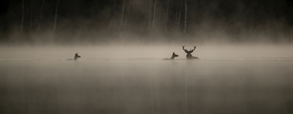 actualité le chant des forets